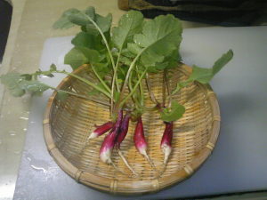 細いけどしっかり二十日大根の味です 細いけどしっかり二十日大根の味です
