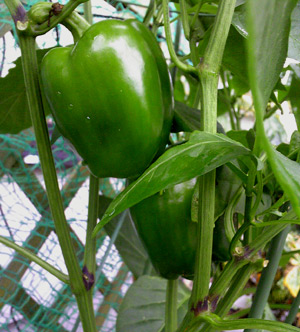 こんなにおっきくなってる…色づくまで頑張って！