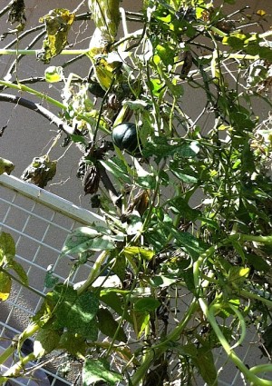 葉っぱに隠れて見えませんが… 葉っぱに隠れて見えませんが…